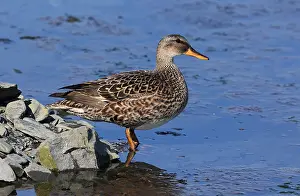 Images Dated 22nd June 2022: Gadwall Print (Mareca strepera), Seaward, Alaska, USA, 22/06/2022