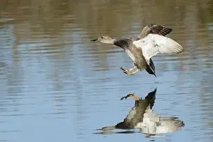 Gadwall Bird Prints: Gadwall, Mareca strepera