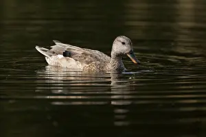 Wildlife In Netherlands Prints: Gadwall, Mareca strepera