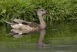 Wild Animal Wildlife Prints: Gadwall, Mareca strepera