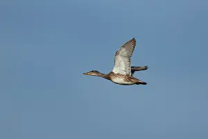 Birds In Flight Europe Prints: Gadwall (Mareca strepera)