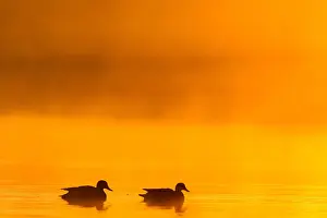 Gadwall Bird Prints: Gadwall, Mareca strepera