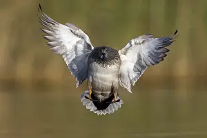 Gadwall Bird Prints: Gadwall, Mareca strepera