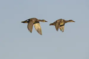 Gadwall Bird Prints: Gadwall, Mareca strepera