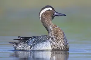 Bird Wildlife Photography Tips Prints: Garganey