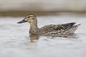 Garganey Bird Prints: Garganey