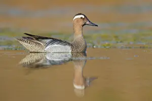 Water Birds In Europe Prints: Garganey