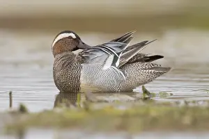 Garganey Bird Prints: Garganey