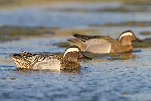 Wildlife In Italy Prints: Garganey