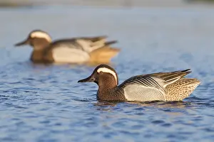 Wild Animal Portrait Gallery Prints: Garganey