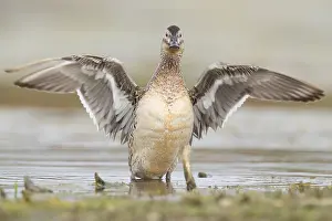 Garganey Bird Prints: Garganey