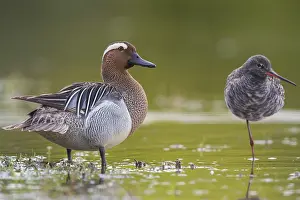 Garganey Bird Prints: Garganey
