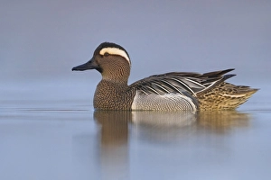 Images Dated 4th March 2018: Garganey Print: Anas querquedula by Agami