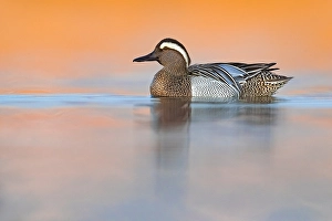 Wildlife Lake Scene Prints: Garganey, Anas querquedula
