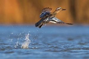 Garganey; Anas querquedula