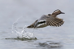 Images Dated 4th March 2018: Garganey Male Print in Flight