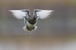 Garganey; Anas querquedula