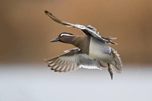 Images Dated 4th March 2018: Garganey Print - Male in Flight