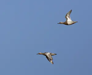 Garganey Bird Prints: Garganey, Anas querquedula