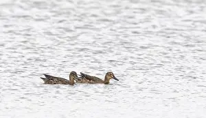 Garganey Bird Prints: Garganey, Anas querquedula
