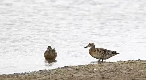 Juvenile Garganey Print, Anas querquedula standing on a Dutch lake shore
