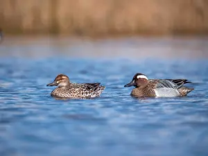 Garganey Bird Prints: Garganey; Anas querquedula