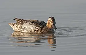 Garganey Bird Prints: Garganey, Anas querquedula