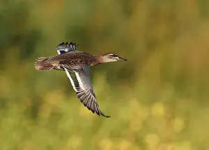 Framed Print : Print of First-winter male Garganey in flight Framed Print : Print of First-winter male Garganey in flight