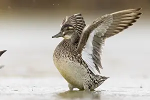 Garganey Bird Prints: Garganey, Anas querquedula