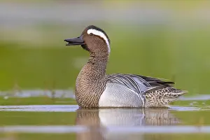 Garganey Bird Prints: Garganey, Anas querquedula