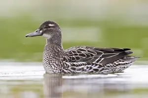 Nature Animal Pictures Prints: Garganey, Anas querquedula