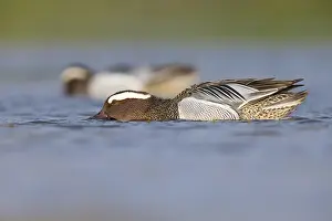 Garganey Bird Prints: Garganey, Anas querquedula