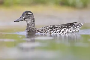 Garganey Bird Prints: Garganey, Anas querquedula