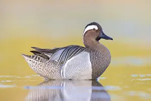 Garganey Bird Prints: Garganey, Anas querquedula