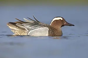 Garganey Bird Prints: Garganey, Anas querquedula