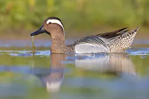Male Waterfowl Prints: Garganey, Anas querquedula