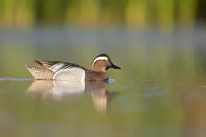 Garganey Bird Prints: Garganey, Anas querquedula