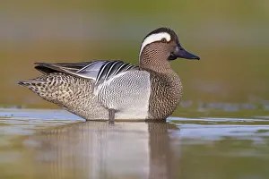 Garganey Bird Prints: Garganey, Anas querquedula