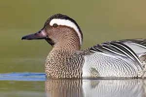 Nature Animal Portraits Prints: Garganey, Anas querquedula