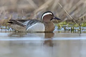 Garganey Bird Prints: Garganey; Anas querquedula