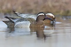 Garganey Bird Prints: Garganey; Anas querquedula