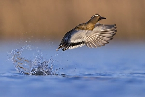 Images Dated 20th March 2021: Male Garganey Print, Spatula querquedula in Italy