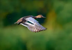 Male Duck In Flight Prints: Garganey, Spatula querquedula
