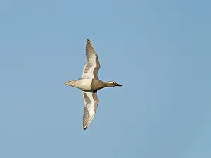 Garganey Bird Prints: Garganey;Spatula querquedula