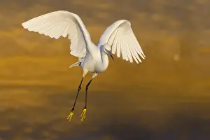 Flying Birds Europe Prints: Garzetta