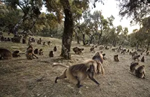 Gelada Monkey Prints: Gelada, Gelada, Theropithecus gelada