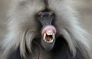 Agami Print: Gelada in the Semien Mountains