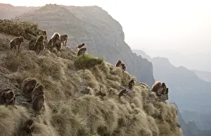 African Monkey Species Prints: Gelada, Gelada, Theropithecus gelada