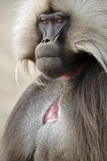 Gelada Monkey Prints: Gelada, Gelada, Theropithecus gelada