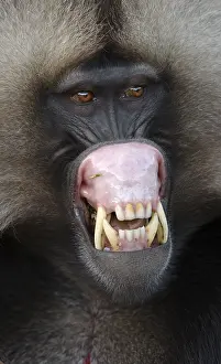 Gelada Monkey Prints: Gelada, Gelada, Theropithecus gelada